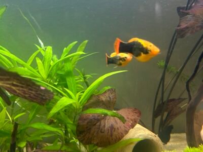 Platy Hawaï