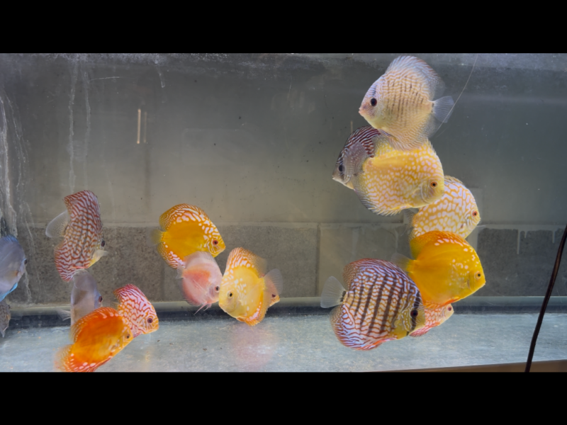 Discus