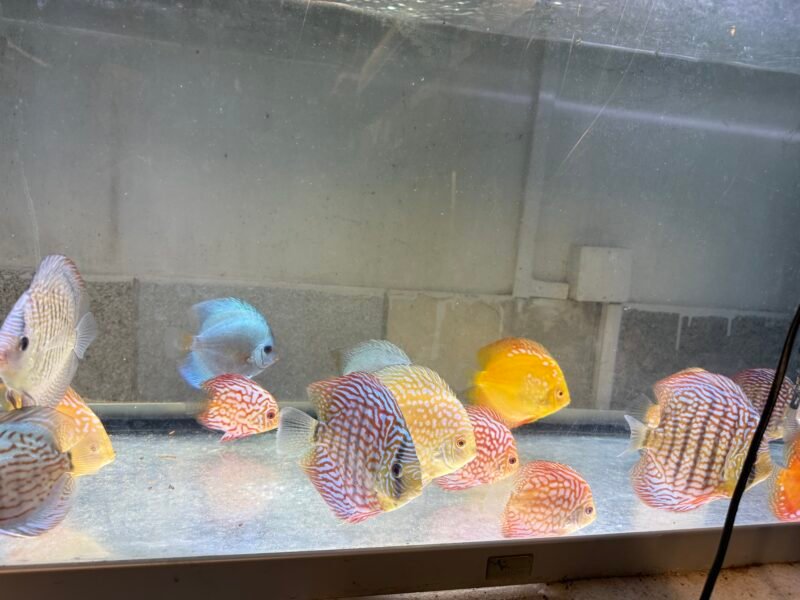 Discus