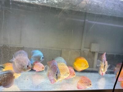 Discus