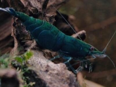 Neocardina