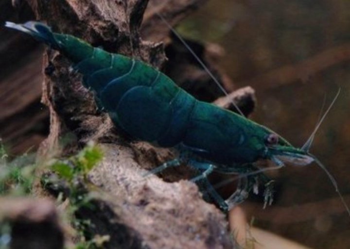 Neocardina