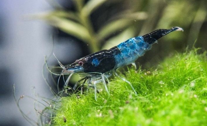 Neocardina