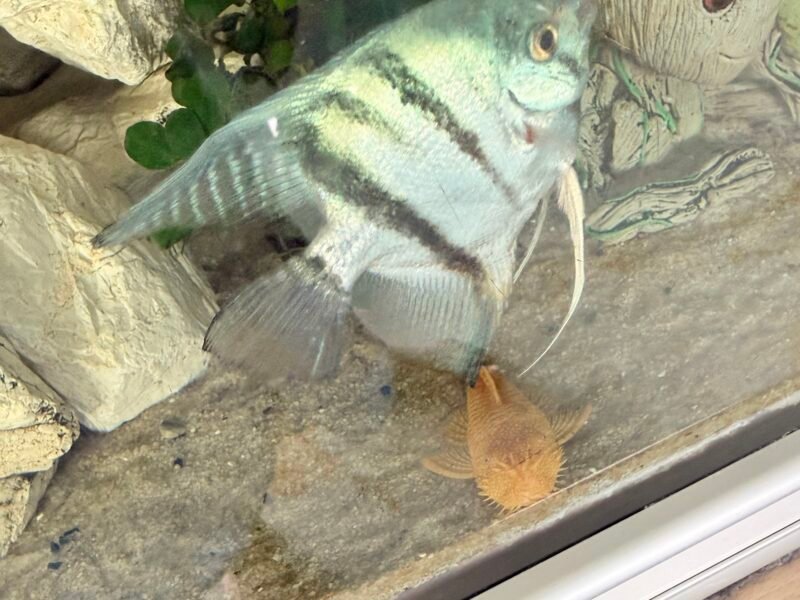 Scalaire Adultes