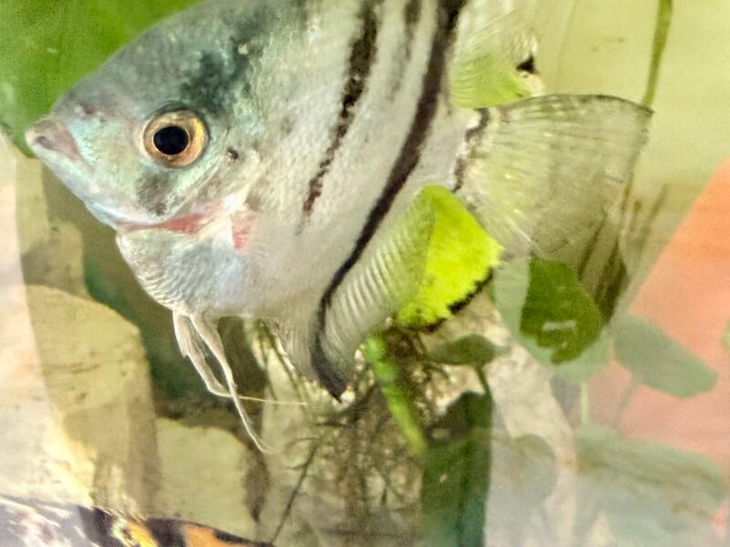 Scalaire Adultes