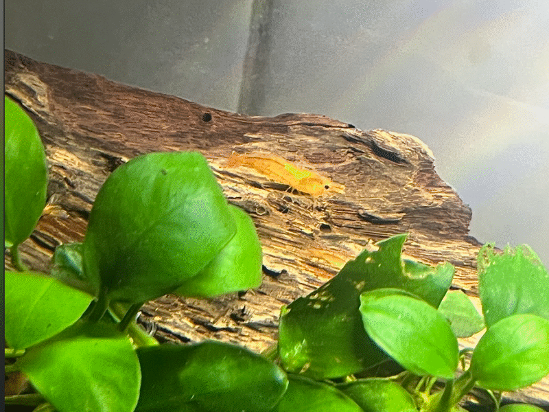 Crevettes néocaridina Sakura Orange