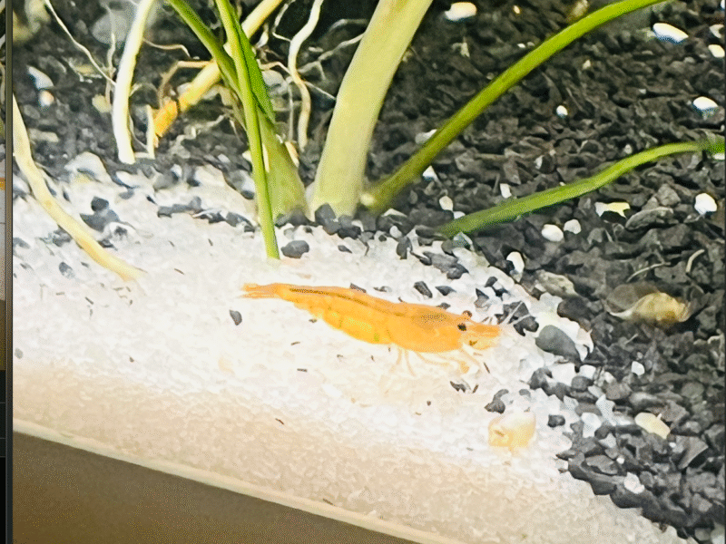 Crevettes néocaridina Sakura Orange