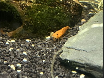 Crevettes néocaridina Sakura Orange