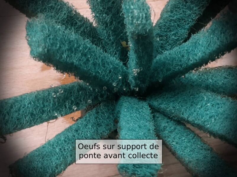 Oeufs de Médaka