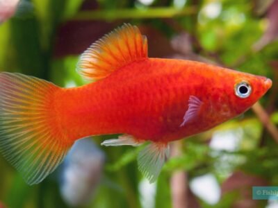 Platy rouge