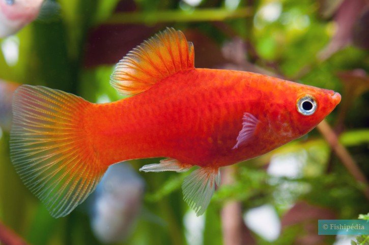 Platy rouge