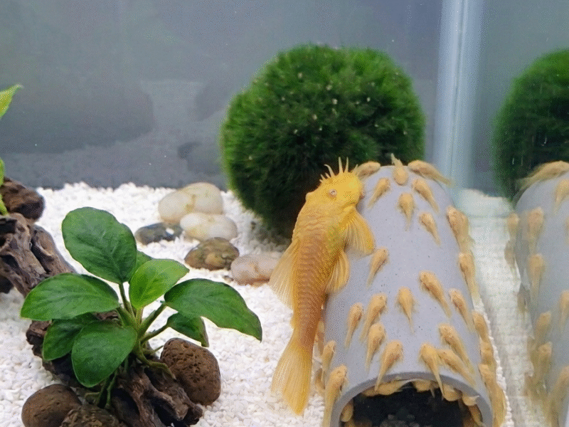 Ancistrus Gold taille 6-7 cm environ