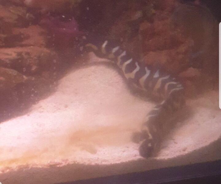 aquarium 350l