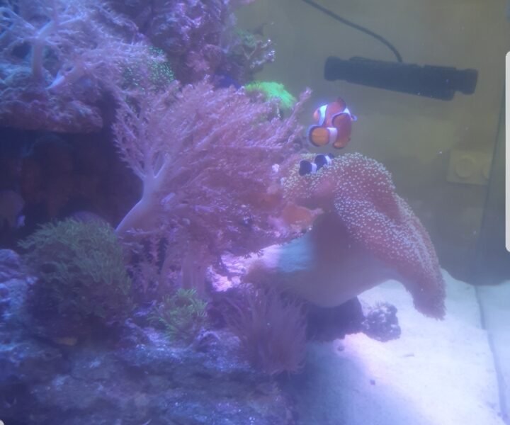 aquarium 350l