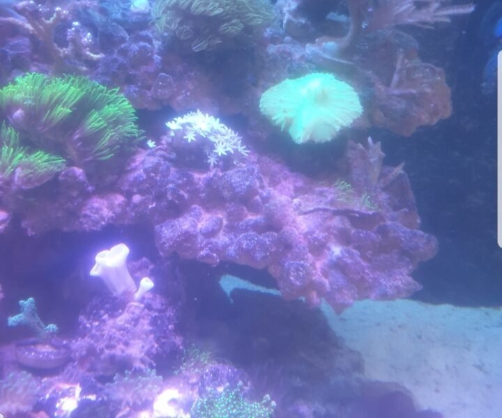 aquarium 350l
