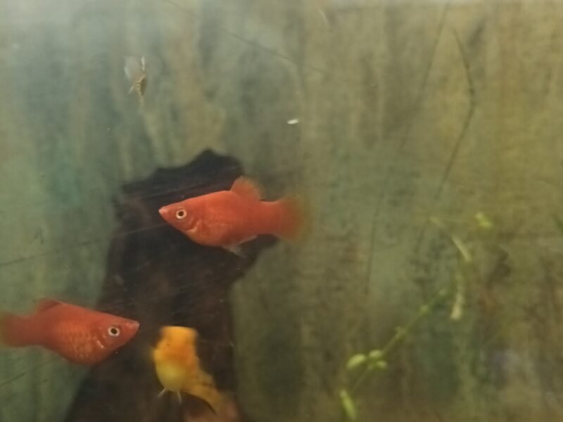 Platy rouge