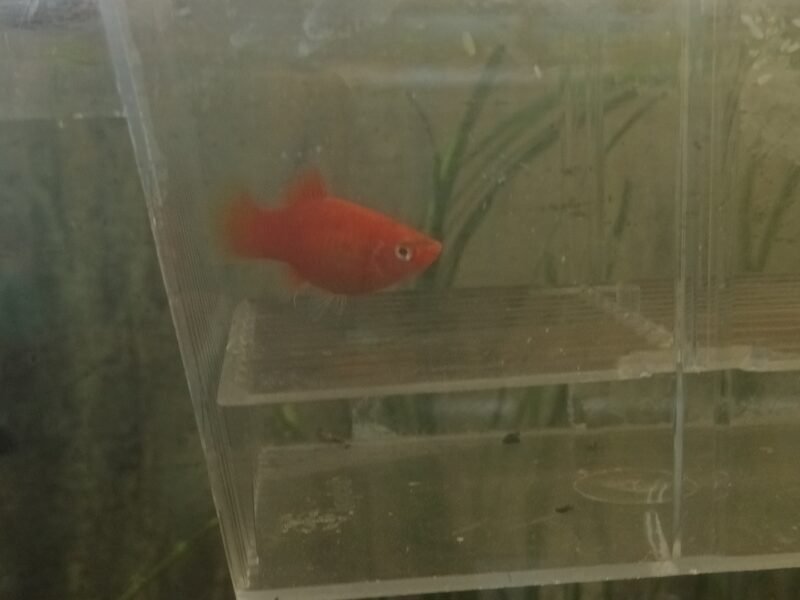 Platys rouge