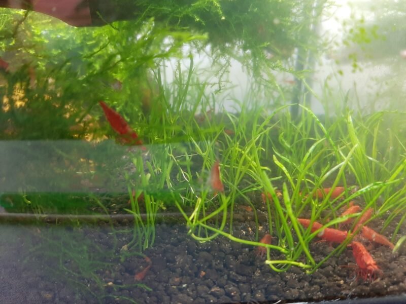Crevettes Neocaridina Davidi Red Sakura (Sakura Red)