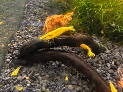 Neocaridina davidi yellow neon promo