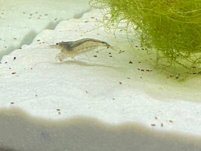 DONS - Poissons Crevettes