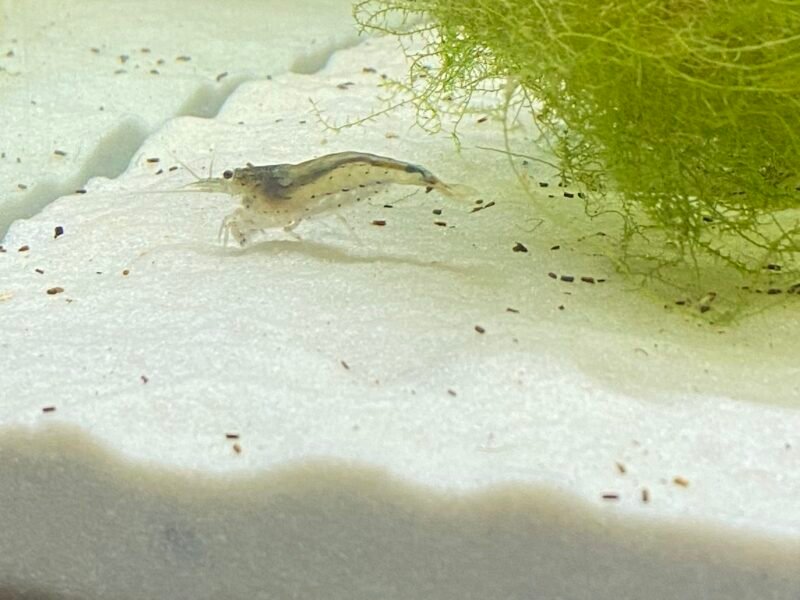 DONS - Poissons Crevettes