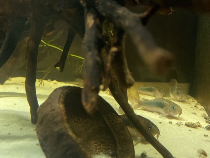 DONS - Poissons Crevettes
