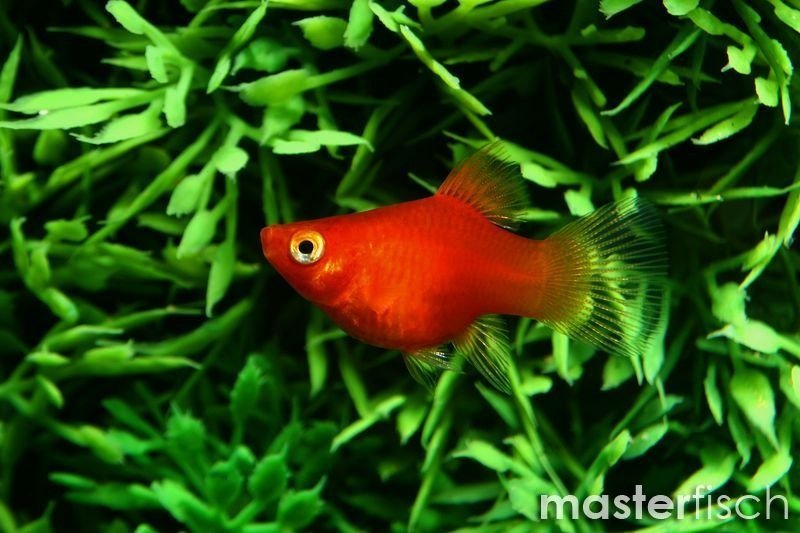 Platys rouge