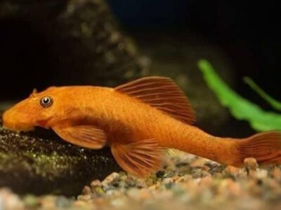 Ancsitrus L519 Snow white Super red