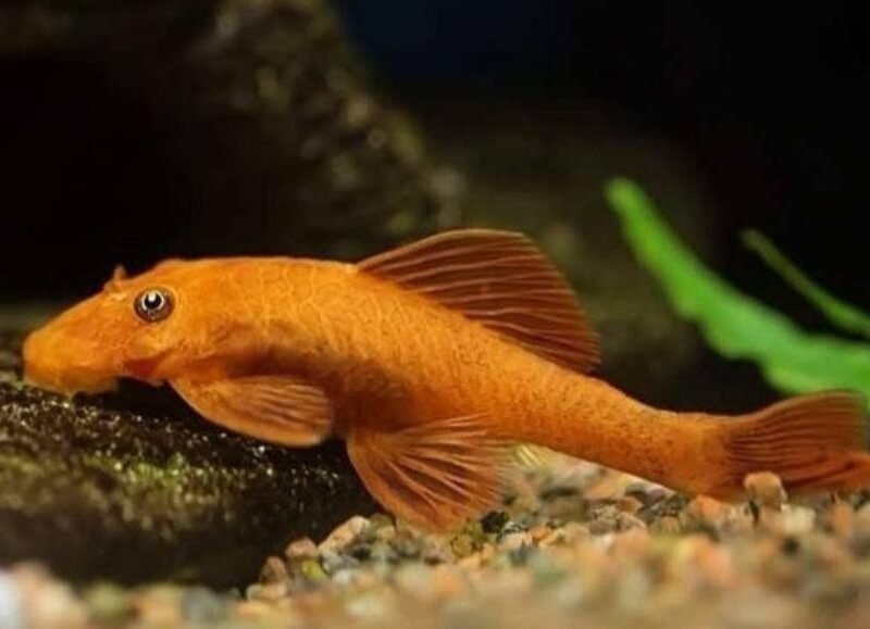 Ancsitrus L519 Snow white Super red