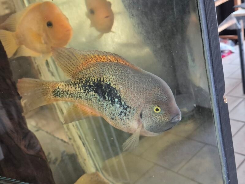 Cichlidés americains