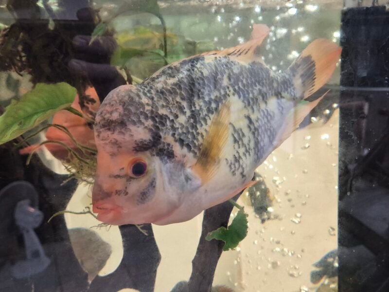 Cichlidés americains
