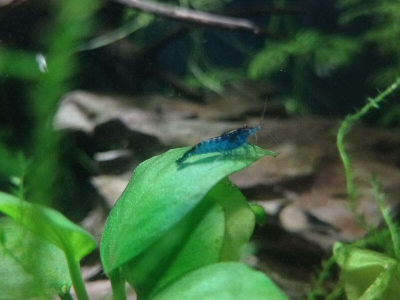 Crevette Neocaridina "Blue Dream"