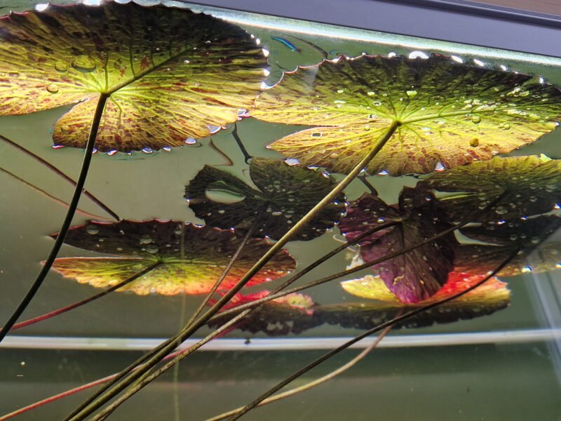 Nymphaea Tigerlotus Red PREMIUM