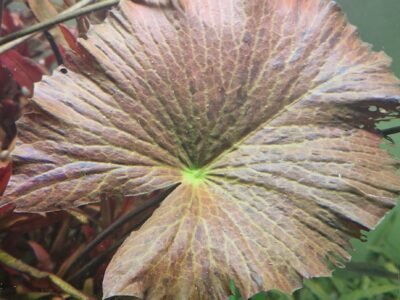 Nymphaea Tigerlotus Red PREMIUM