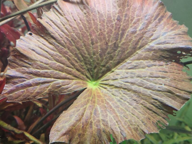 Nymphaea Tigerlotus Red PREMIUM