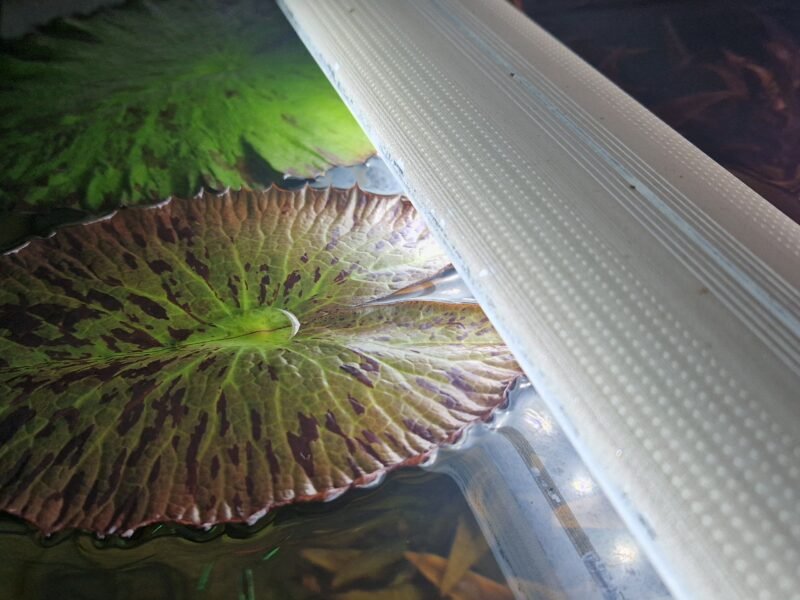 Nymphaea Tigerlotus Red PREMIUM