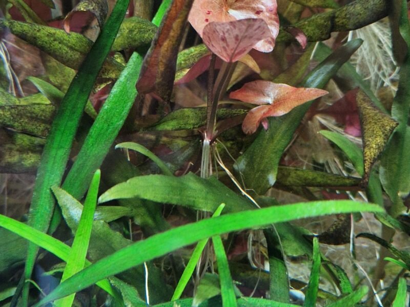 Nymphaea Tigerlotus Red PREMIUM