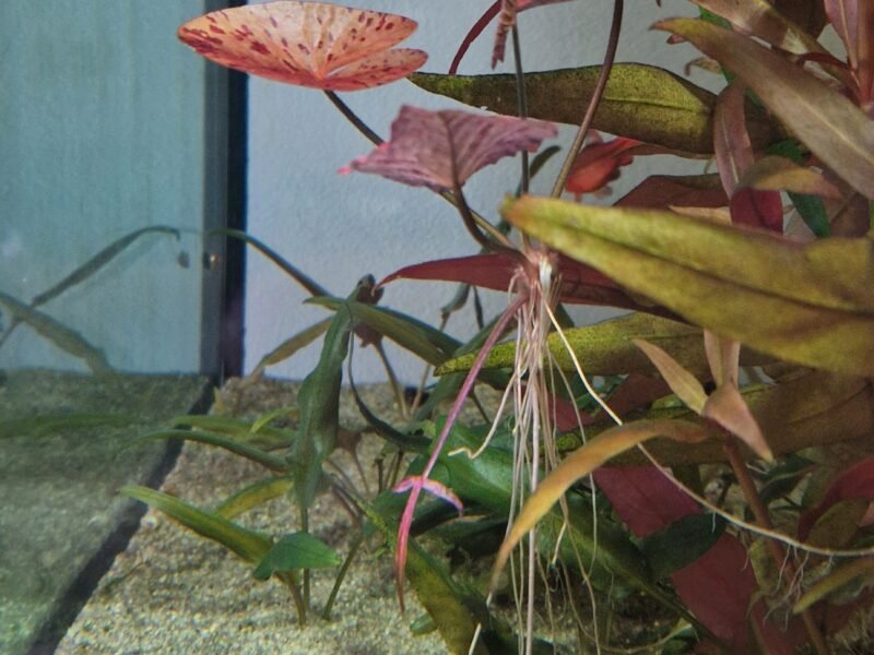 Nymphaea Tigerlotus Red PREMIUM