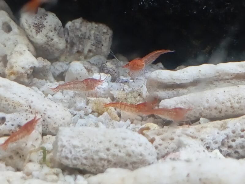 Halocaridina rubra