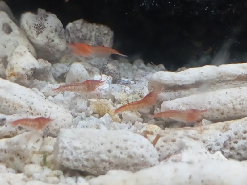 Halocaridina rubra