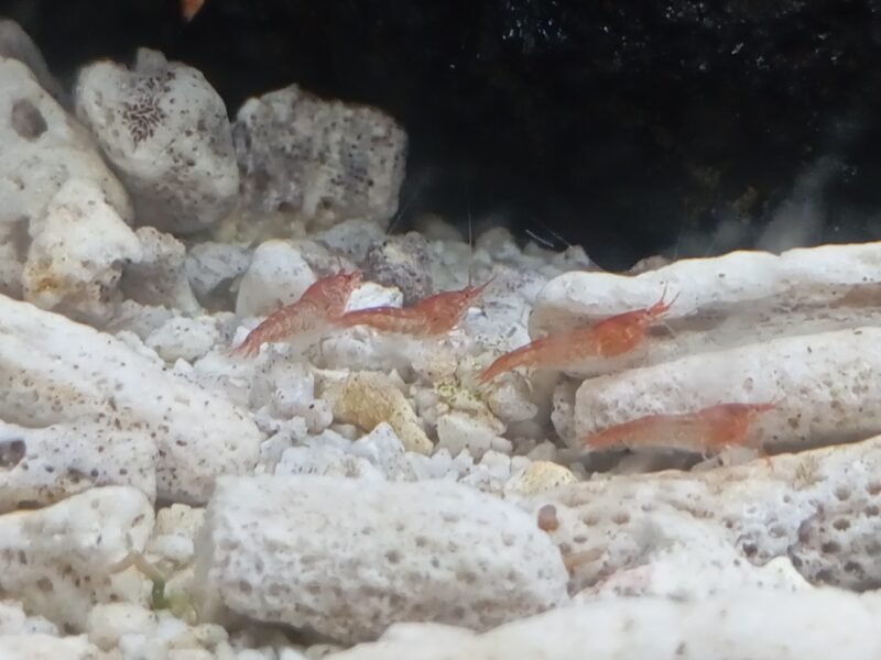 Halocaridina rubra