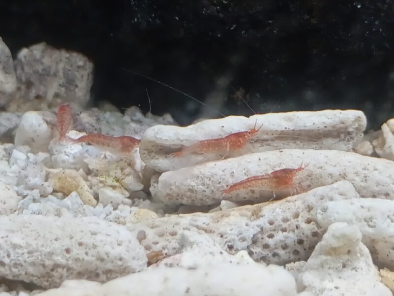 Halocaridina rubra