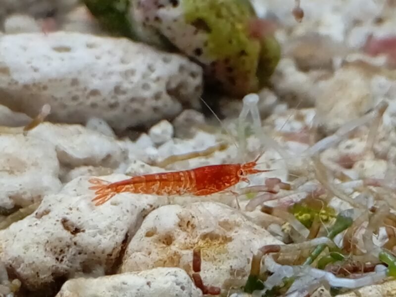 Halocaridina rubra