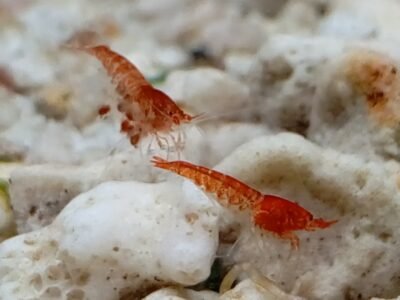 Halocaridina rubra