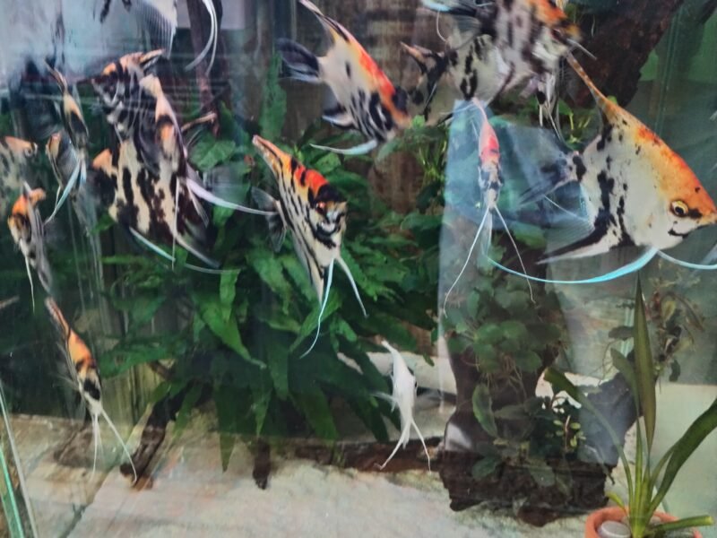 Poisson and aquarium