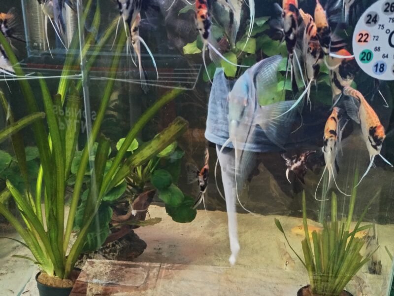 Poisson and aquarium
