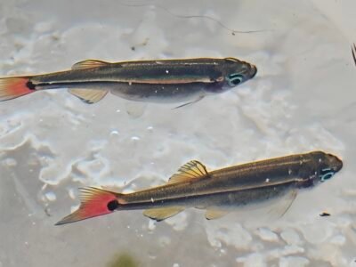 tanichthys (don)