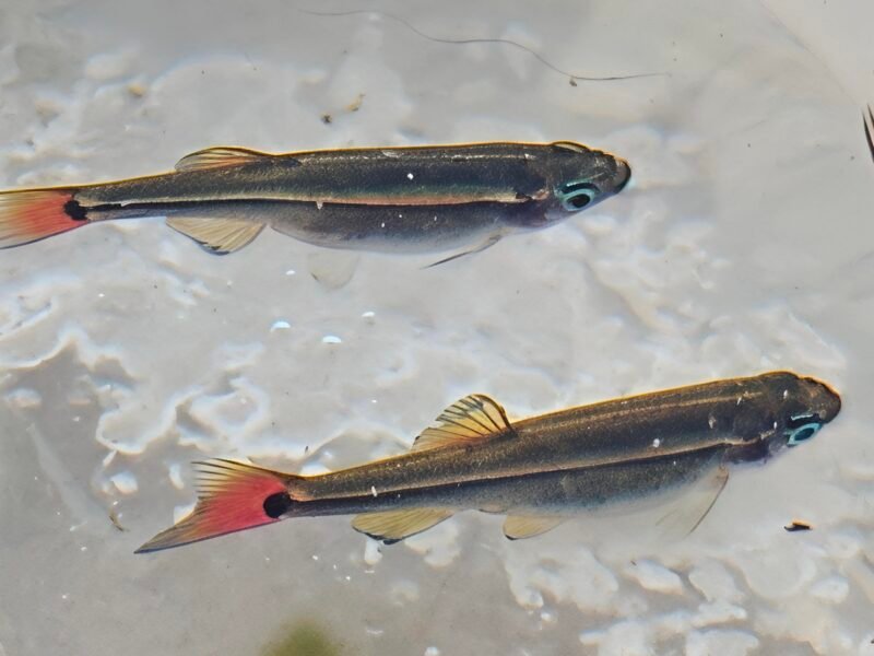 tanichthys (don)