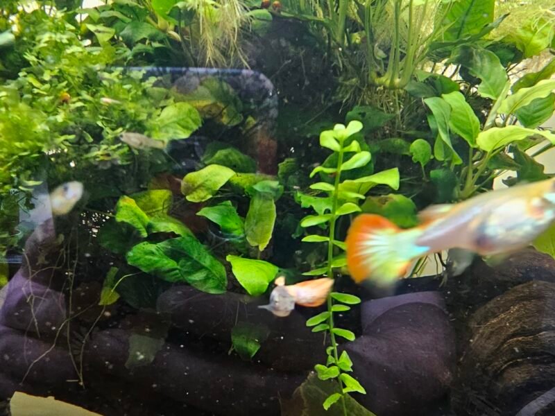 Guppy