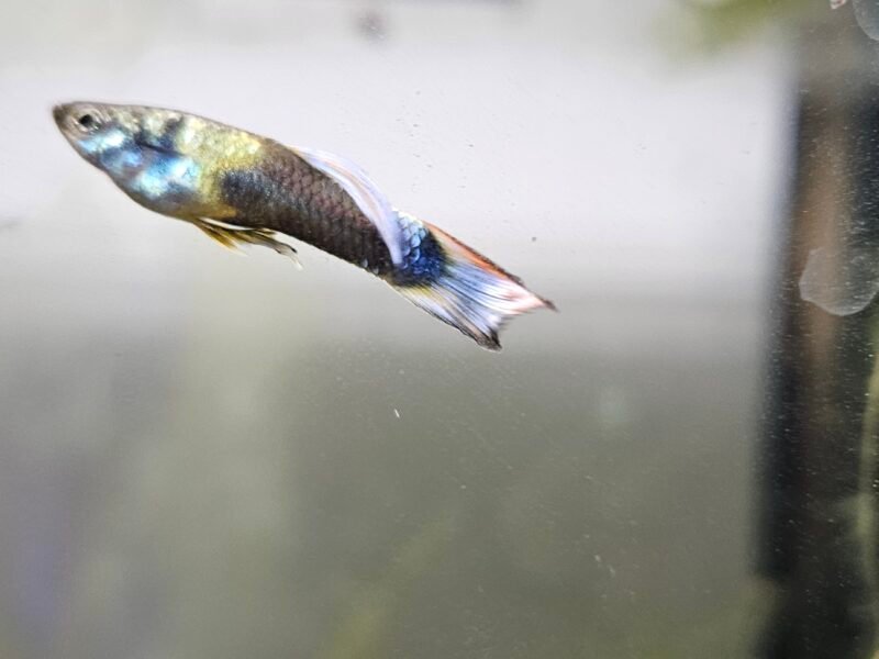 Guppy